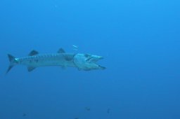 20011011_2_Shaab_Sharm_0029